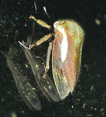 Ophiderma flavicephala