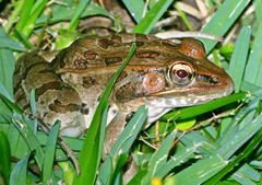 Lithobates sphenocephalus utricularius
