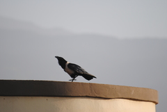 Corvus albus