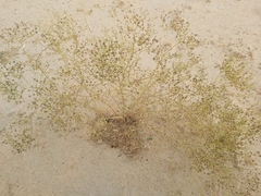 Haplophyllum tuberculatum