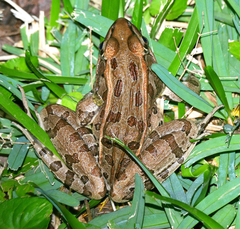 Lithobates sphenocephalus utricularius
