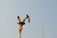 Acridotheres tristis