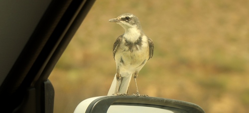 iNaturalist image