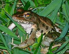 Lithobates sphenocephalus utricularius