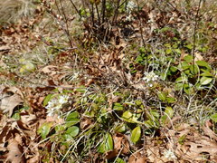 Amelanchier nantucketensis