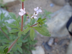 Allophyllum gilioides