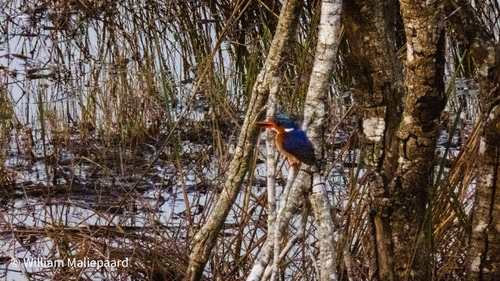 iNaturalist image