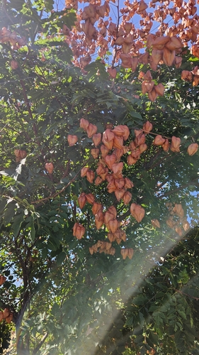 golden rain tree