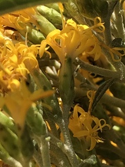Llerasia lindenii