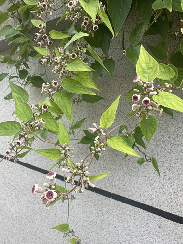 skunk vine