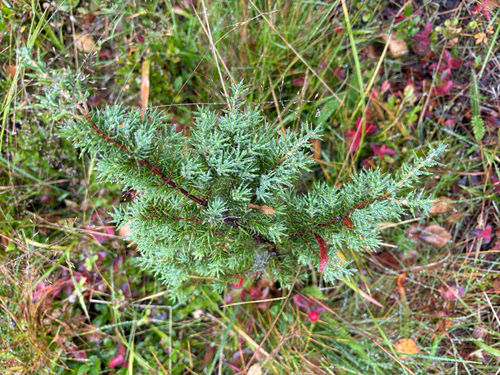common juniper