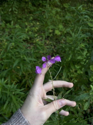 Наблюдение на iNaturalist