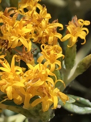 Llerasia lindenii