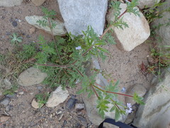 Allophyllum gilioides