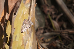 Hamadryas feronia farinulenta