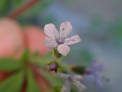 Allophyllum gilioides