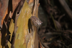 Hamadryas feronia farinulenta