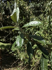 Llerasia lindenii