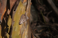 Hamadryas feronia farinulenta