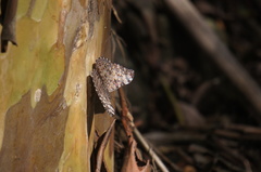 Hamadryas feronia farinulenta
