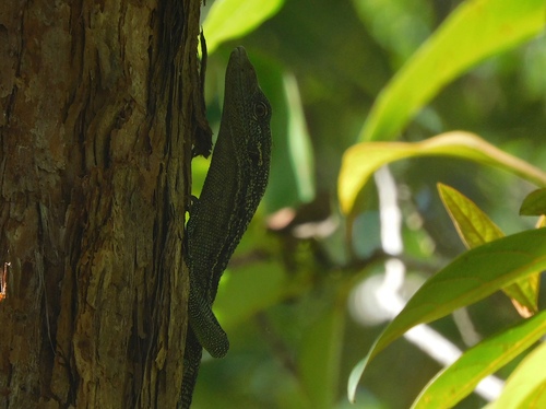 Nesbit River Monitor, Varanus keithhornei