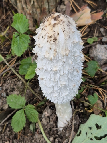 Shaggy Mane