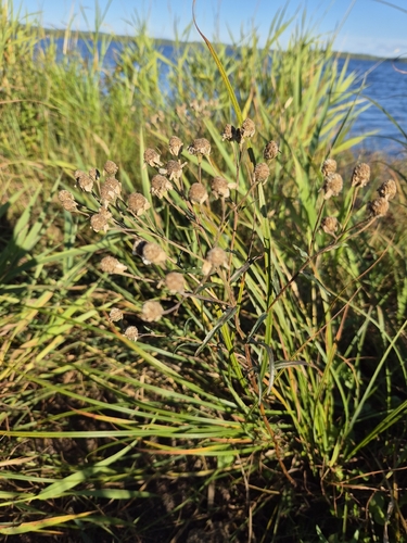 Sneezewort
