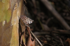 Hamadryas feronia farinulenta