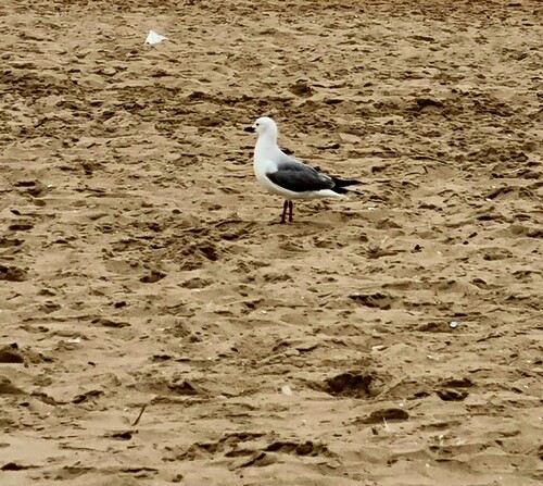 iNaturalist image