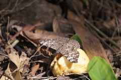 Hamadryas feronia farinulenta