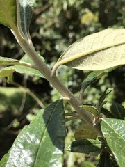 Llerasia lindenii