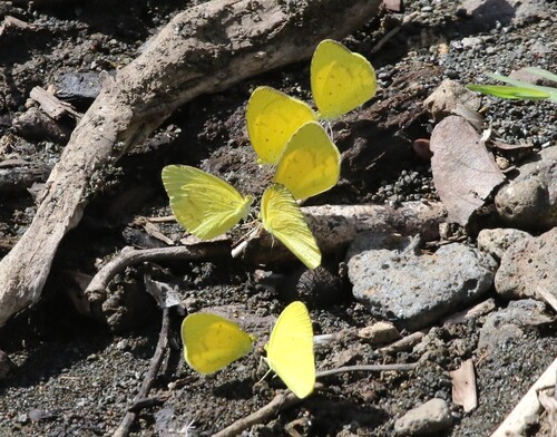 Common Grass Yellow