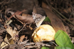 Hamadryas feronia farinulenta