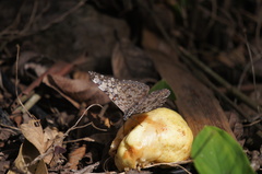 Hamadryas feronia farinulenta