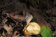 Hamadryas feronia farinulenta