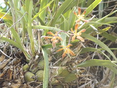 Encyclia parviflora
