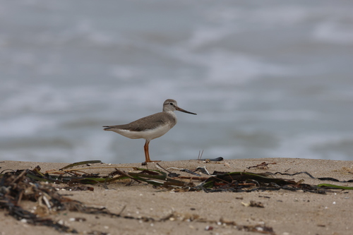 iNaturalist: (c) hyobin Seong, some rights reserved (CC BY-NC), uploaded by hyobin Seong iNaturalist image