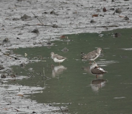 iNaturalist image