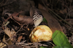 Hamadryas feronia farinulenta