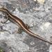 Eastern Water Skink - Photo (c) tranr96, some rights reserved (CC BY-NC)