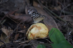 Hamadryas feronia farinulenta