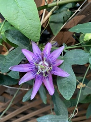 Passiflora amethystina × caerulea