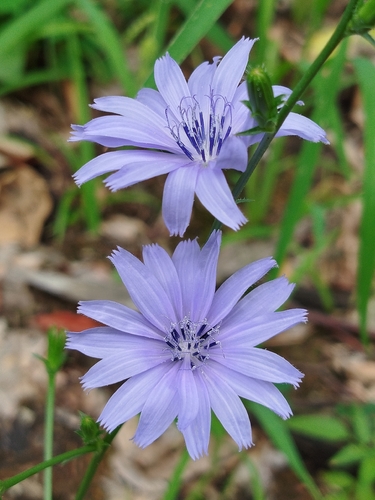 chicory