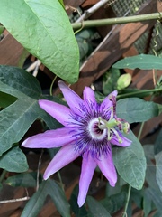 Passiflora amethystina × caerulea