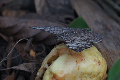 Hamadryas feronia farinulenta