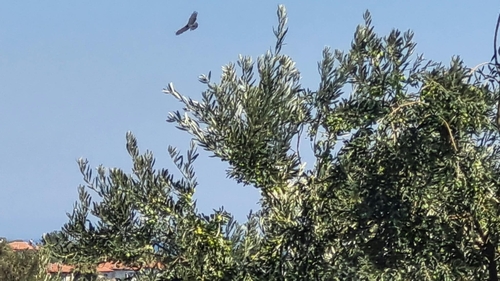 Short-toed Snake-Eagle