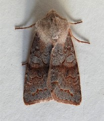 Orthosia revicta