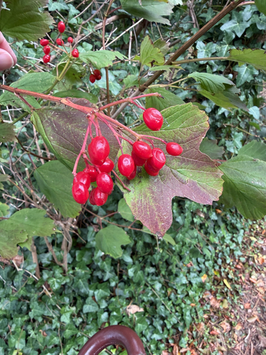 guelder-rose