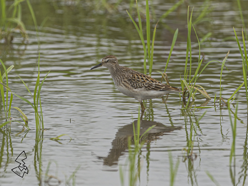 Long-toed Stint