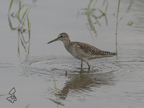 Wood Sandpiper